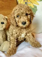 Tango , a male Cockapoo for sale in Abbeville, SC – 8 of 10