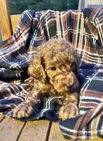 Benji , a male Cockapoo for sale in Abbeville, SC – 2 of 6