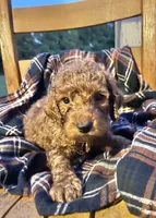 Benji , a male Cockapoo for sale in Abbeville, SC – 6 of 6