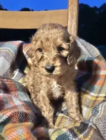 Paris , a female Cockapoo for sale in Abbeville, SC – 6 of 7