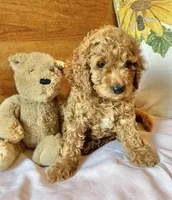 Tango , a male Cockapoo for sale in Abbeville, SC – 4 of 10