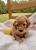 Yogi , a male Cockapoo for sale in Abbeville, SC – 2 of 8