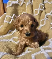 Basil , a female Cockapoo for sale in Abbeville, SC – 2 of 10