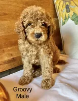 Groovy , a male Cockapoo for sale in Abbeville, SC – 6 of 10