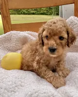 Yogi , a male Cockapoo for sale in Abbeville, SC – 4 of 8