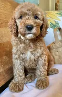 Mitzy , a female Cockapoo for sale in Abbeville, SC – 9 of 10