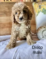 Disco , a male Cockapoo for sale in Abbeville, SC – 2 of 10