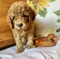 Groovy , a male Cockapoo for sale in Abbeville, SC – 8 of 10