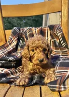 Benji , a male Cockapoo for sale in Abbeville, SC – 3 of 6