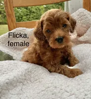 Flicka , a female Cockapoo for sale in Abbeville, SC – 5 of 7