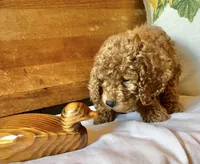 Groovy , a male Cockapoo for sale in Abbeville, SC – 3 of 10