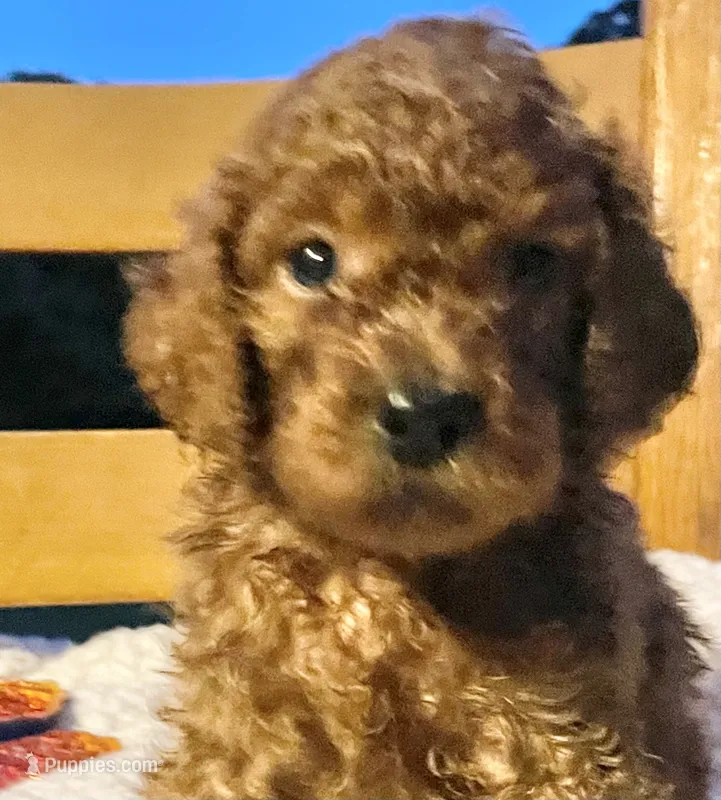 Winnie – Cockapoo puppy for sale in Abbeville, SC