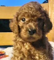 Winnie, a female Cockapoo for sale in Abbeville, SC – 1 of 10