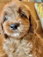 Micky , a male Cockapoo for sale in Abbeville, SC – 4 of 10
