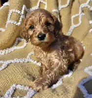 Basil , a female Cockapoo for sale in Abbeville, SC – 7 of 10