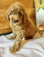 Micky , a male Cockapoo for sale in Abbeville, SC – 3 of 10