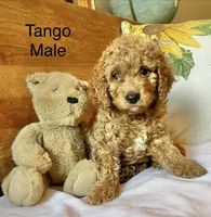 Tango , a male Cockapoo for sale in Abbeville, SC – 3 of 10