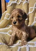 Basil , a female Cockapoo for sale in Abbeville, SC – 9 of 10