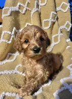 Basil , a female Cockapoo for sale in Abbeville, SC – 3 of 10