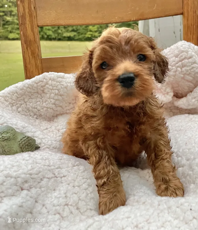Flicka  – Cockapoo puppy for sale in Abbeville, SC