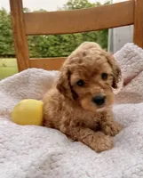 Yogi , a male Cockapoo for sale in Abbeville, SC – 3 of 8