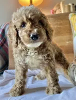 Disco , a male Cockapoo for sale in Abbeville, SC – 10 of 10