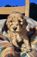 Paris , a female Cockapoo for sale in Abbeville, SC – 3 of 7