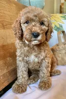 Mitzy , a female Cockapoo for sale in Abbeville, SC – 7 of 10