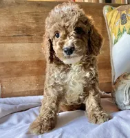 Disco , a male Cockapoo for sale in Abbeville, SC – 6 of 10