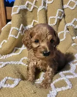 Basil , a female Cockapoo for sale in Abbeville, SC – 10 of 10