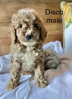 Disco , a male Cockapoo for sale in Abbeville, SC – 9 of 10