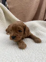 Molly , a female Cockapoo for sale in Abbeville, SC – Photo 4 of 10