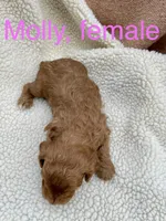Molly , a female Cockapoo for sale in Abbeville, SC – Photo 3 of 10