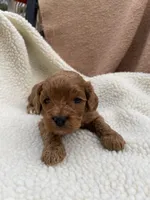 Molly , a female Cockapoo for sale in Abbeville, SC – Photo 5 of 10