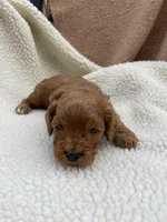 Molly , a female Cockapoo for sale in Abbeville, SC – Photo 9 of 10