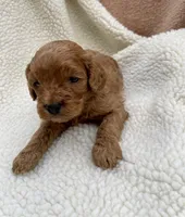 Molly , a female Cockapoo for sale in Abbeville, SC – Photo 8 of 10