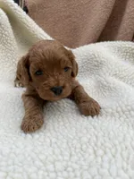 Molly , a female Cockapoo for sale in Abbeville, SC – Photo 10 of 10