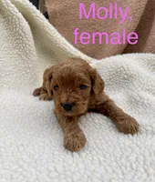 Molly , a female Cockapoo for sale in Abbeville, SC – Photo 1 of 10