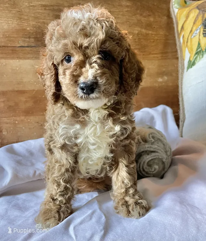 Disco  – Cockapoo puppy for sale in Abbeville, SC