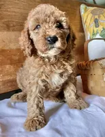 Mitzy , a female Cockapoo for sale in Abbeville, SC – 4 of 10