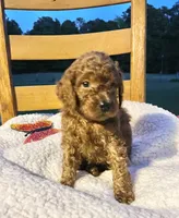 Winnie, a female Cockapoo for sale in Abbeville, SC – 9 of 10