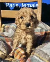 Paris , a female Cockapoo for sale in Abbeville, SC – 1 of 7