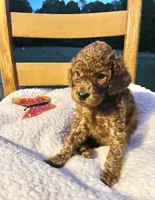 Winnie, a female Cockapoo for sale in Abbeville, SC – 7 of 10