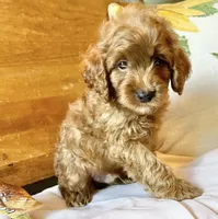 Micky , a male Cockapoo for sale in Abbeville, SC – 7 of 10