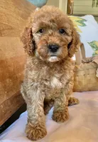 Mitzy , a female Cockapoo for sale in Abbeville, SC – 8 of 10