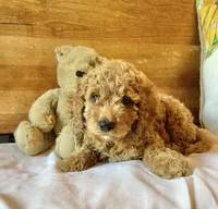 Tango , a male Cockapoo for sale in Abbeville, SC – 6 of 10