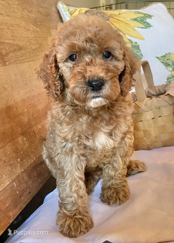 Mitzy  – Cockapoo puppy for sale in Abbeville, SC