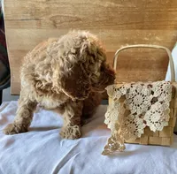 Mitzy , a female Cockapoo for sale in Abbeville, SC – 10 of 10