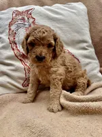 Barney , a male Cockapoo for sale in Abbeville, SC – Photo 8 of 10