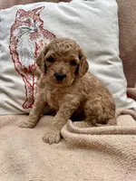 Barney , a male Cockapoo for sale in Abbeville, SC – Photo 9 of 10
